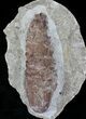 D, Oligocene Aged Fossil Pine Cone - Germany #22504-2